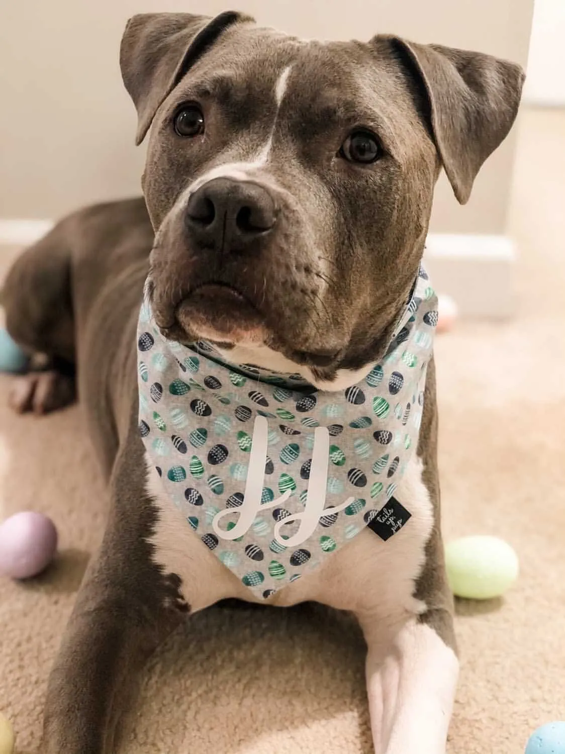 Egg-Celent Pick Dog Bandana