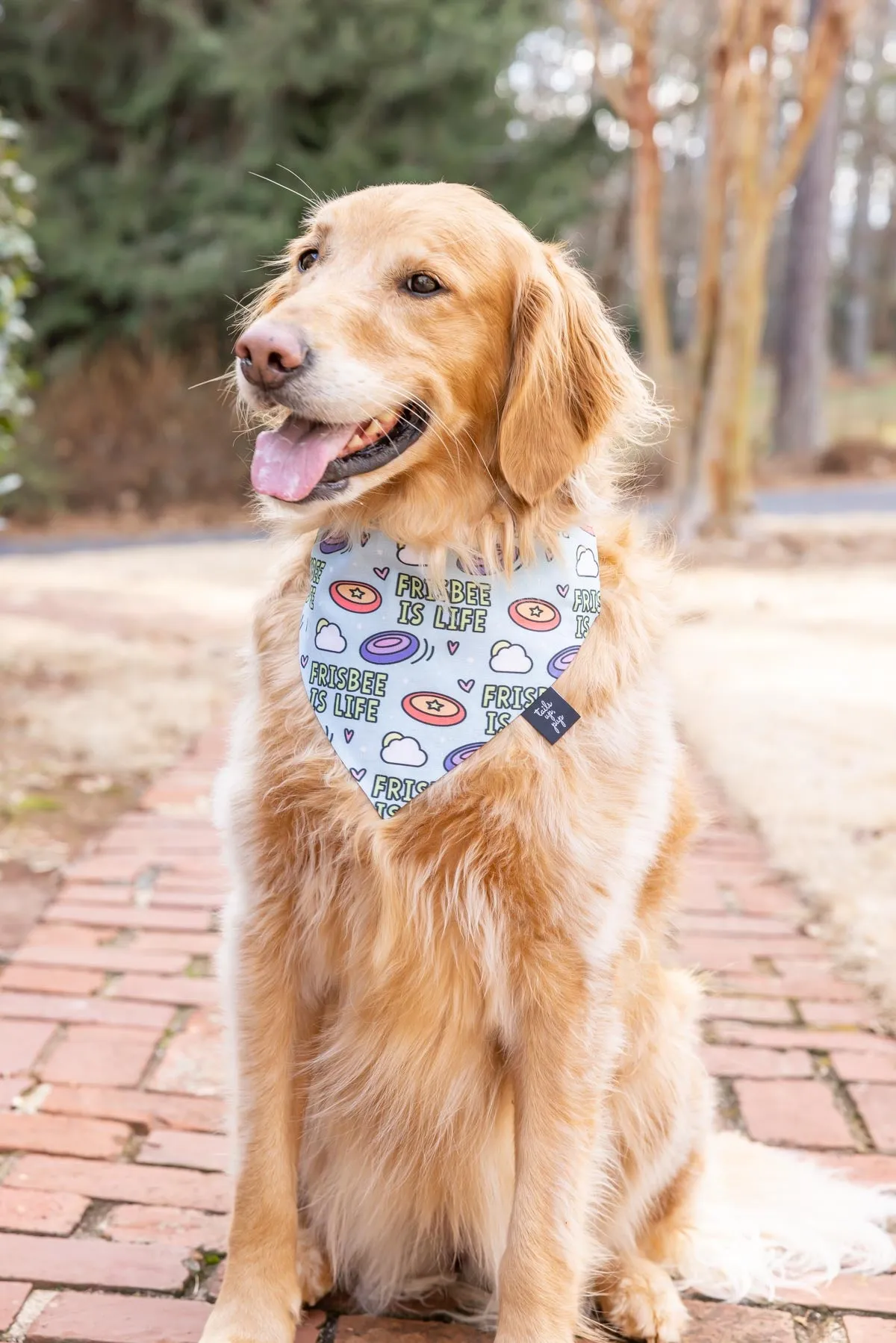 Frisbee Is Life Dog Bandana